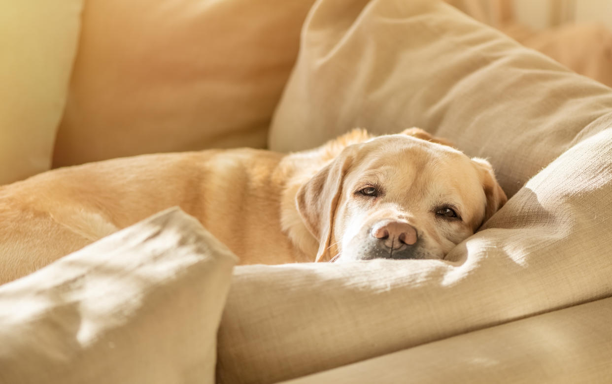 Portrait of cute Labrador dog sleeping on the couch. Sunny day photo. Domestic animal close up photo