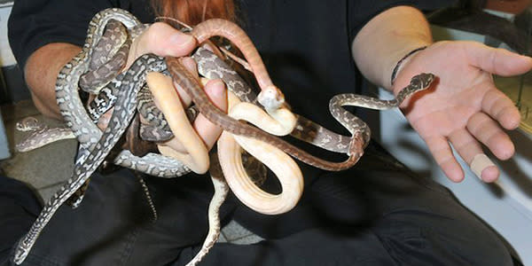 <strong>44 snakes and lizards</strong> A man was arrested trying to sneak 44 snakes and lizards onto a flight from Australia to Bangkok. The haul included an Albino Carpet Python, like the one Britney Spears had draped over her during a performance at the 2001 MTV Video Music Awards.