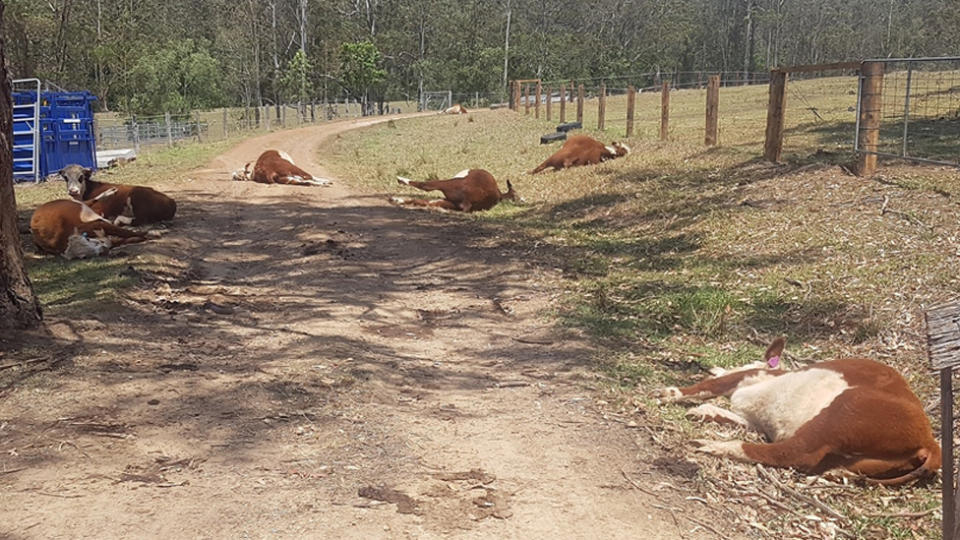 Dead cattle was found scattered along the roadside and once nearby lay dying.