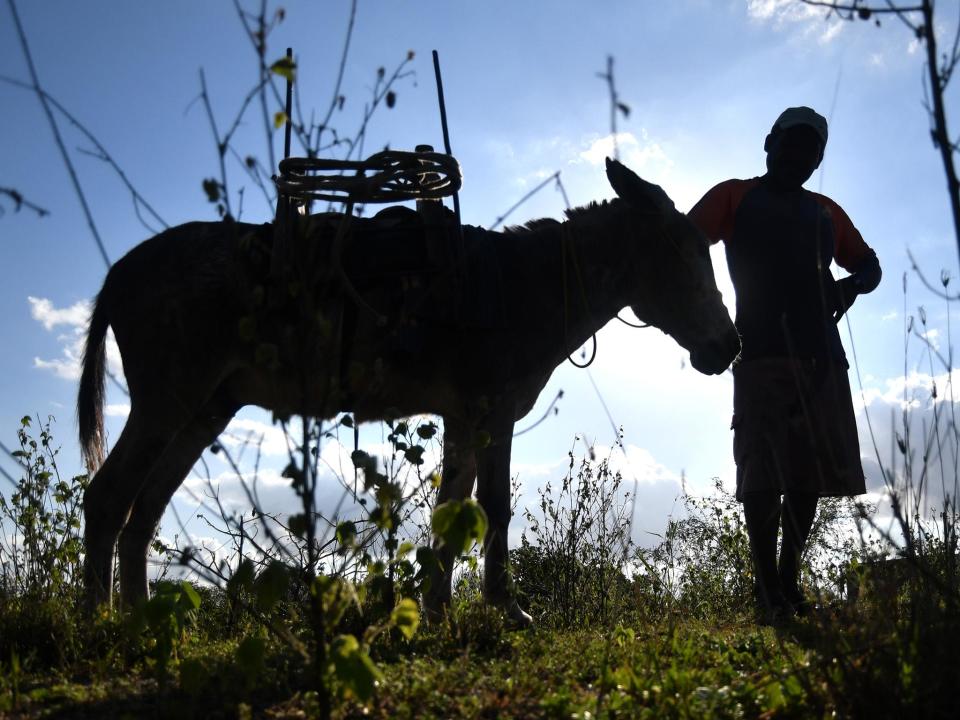Some 100,000 donkeys a year are slaughtered for ejiao, a chinese medicine: Alexandre Guzanshe