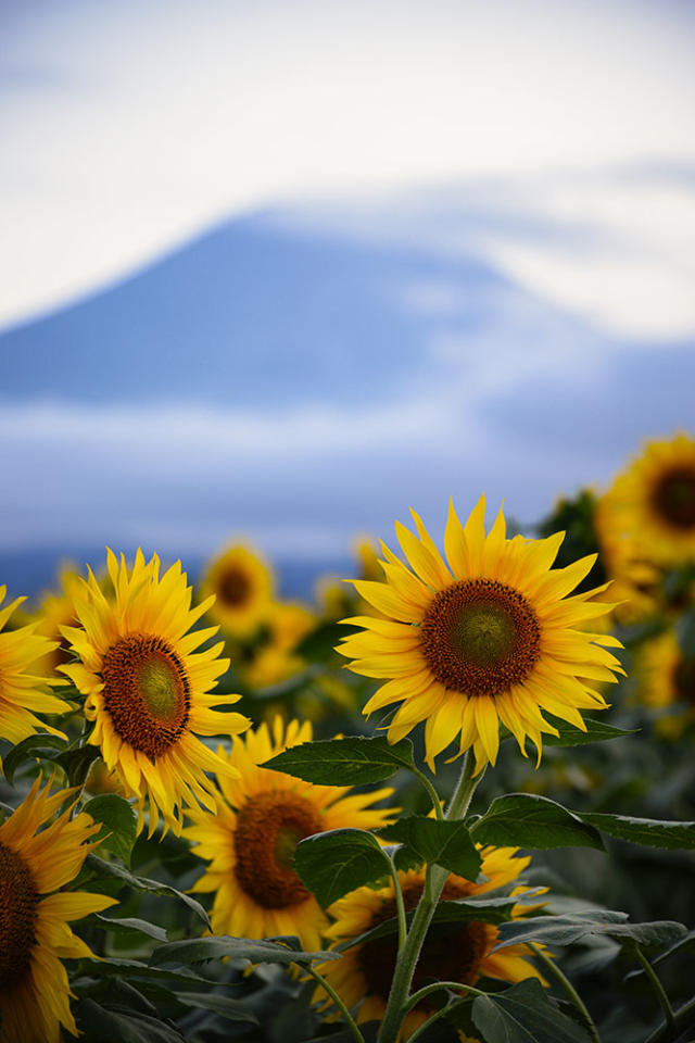 日本最燦爛耀眼的向日葵花海！像太陽行注目禮