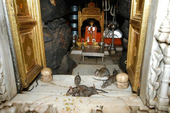 Karni Mata