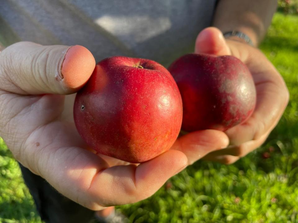 Michel Villeneuve says he has many varieties of apples on his farm, including Cortland, Spartan, McIntosh and Honeycrisp.