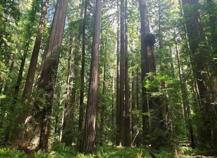 Redwood forests like this one in California can store large amounts of carbon, but not if they're being cut down. Shane Coffield