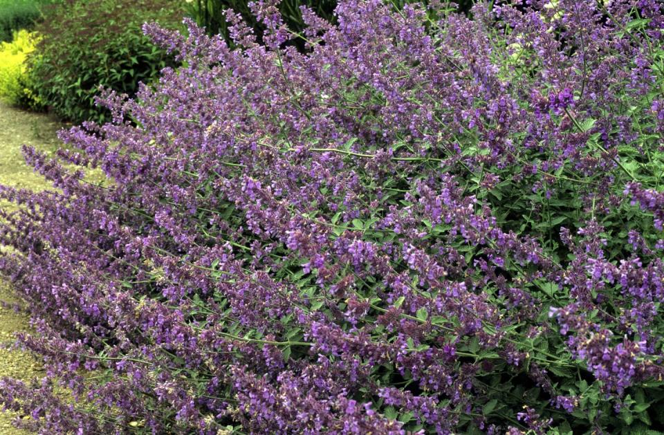 Nepeta x faassenii, Catmint, purple flowers