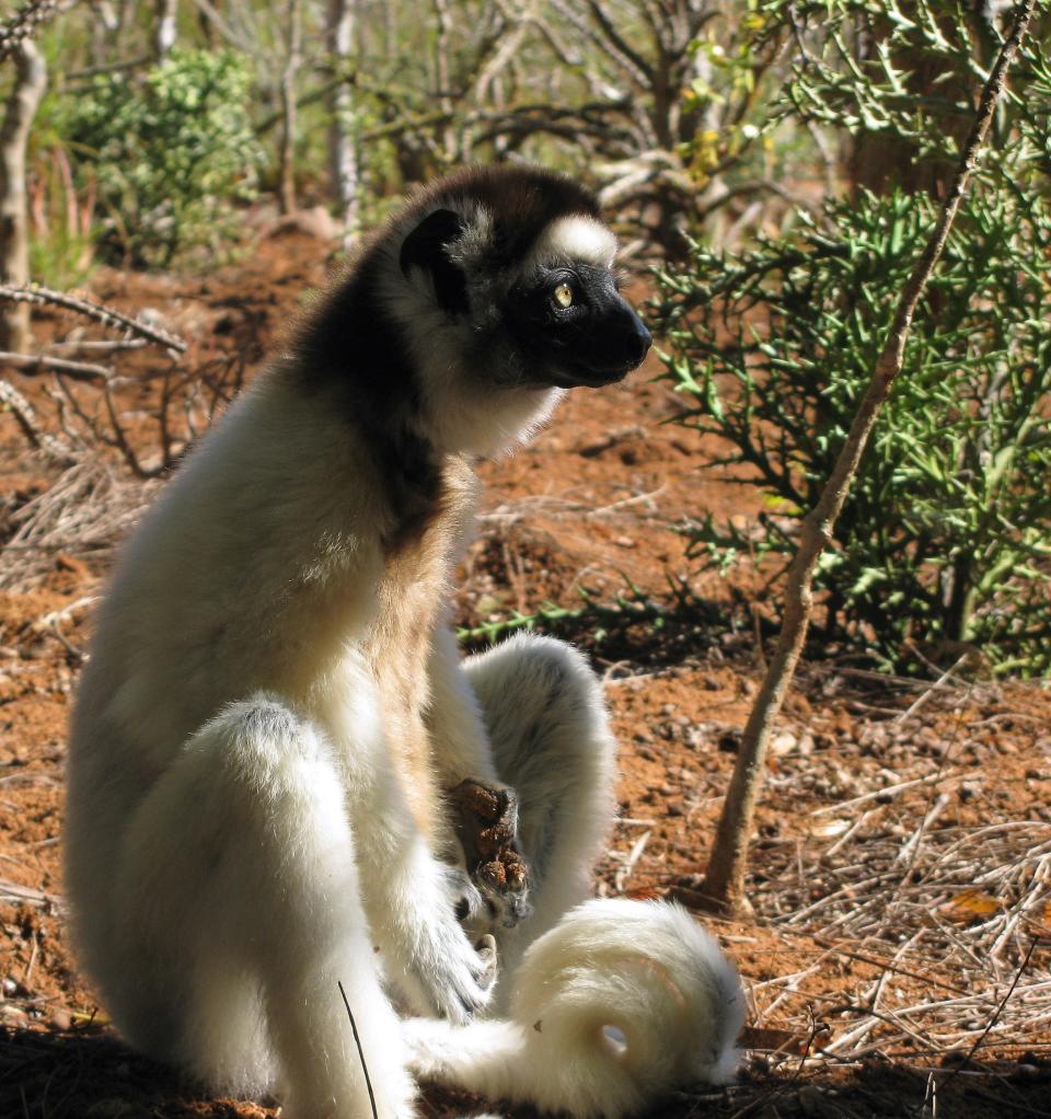 This member of one of the lemur families, a Propithecus Verreauxi, lives in Madagascar. A group of researchers published a study on Oct. 10, 2022 saying arboreal primate species are at greater risk from deforestation and climate change, which may send some species to the ground in search of food and cooler temperatures .