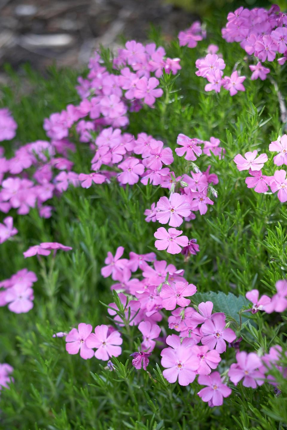 Add some flower power to your garden this year with any of these tough-as-nails perennial bloomers. No green thumb required!