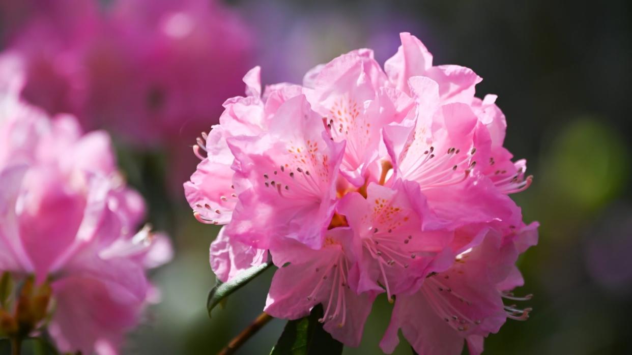 Pink azaleas