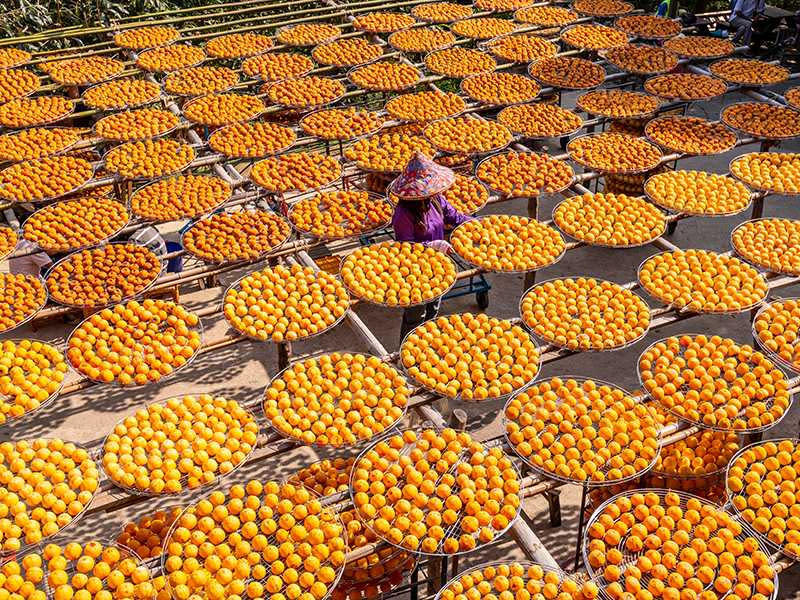 順遊新埔可體驗季節限定的柿餅客家文化。
