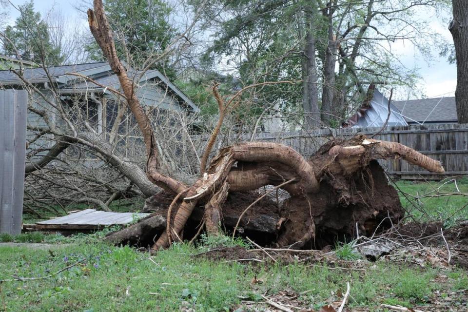 An uprooted tree April 3, 2024. in the Chevy Chase neighborhood of Lexington. Tasha Poullard/tpoullard@herald-leader.com