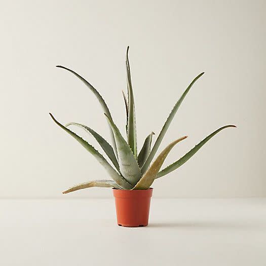 12) Aloe Plant