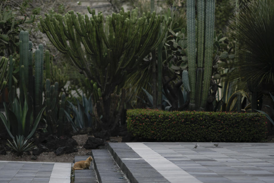 A feral cat living on National Palace grounds stalks pigeons in Mexico City, Thursday, March 4, 2024. The cat is one of nineteen palace cats that have made history after the government of Mexican President Andrés Manuel López Obrador declared them to be "living fixed assets", the first animals in Mexico to receive the title. (AP Photo/Eduardo Verdugo)