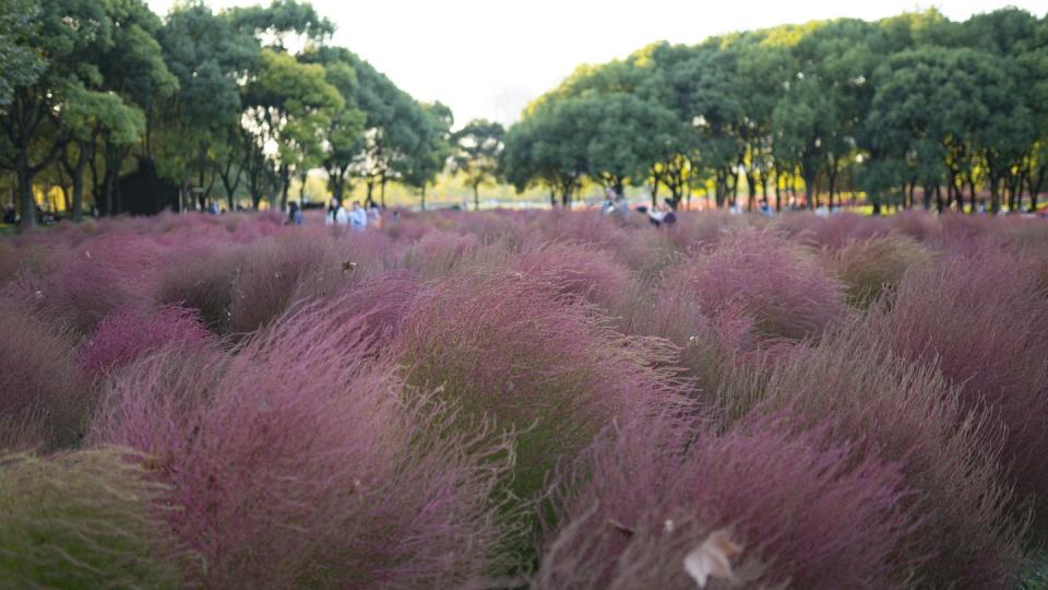 a mass planting of pink muhly grass autumn flowers