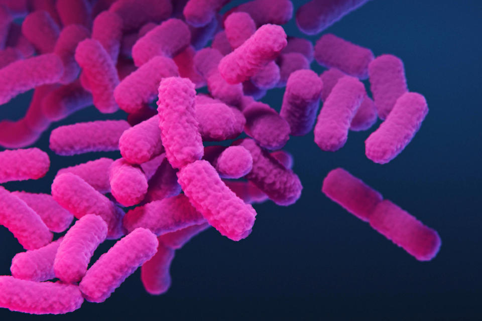 Enterobacteriaceae contain over a hundred species including Shigella, Klebsiella, Salmonella and Escherichia coli. (Stephanie Rossow / Science Photo Library via Getty Images)