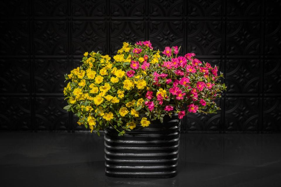 Mojave Yellow and Fuchsia come together in a container displaying nature’s artistry.