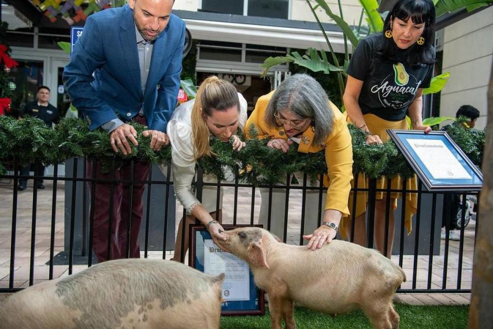 Alcaldesa de Miami-Dade, Daniella Levine Cava, otorga indulto a dos cerdos por Navidad