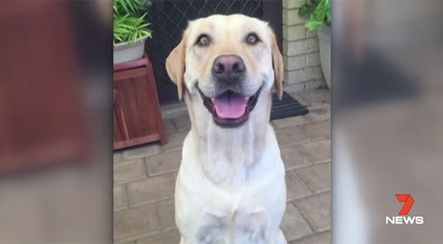 Luna was stabbed to death in a Perth park. Photo: 7 News