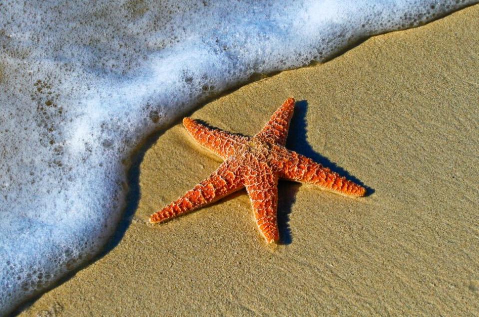 Starfish on a sand beach

