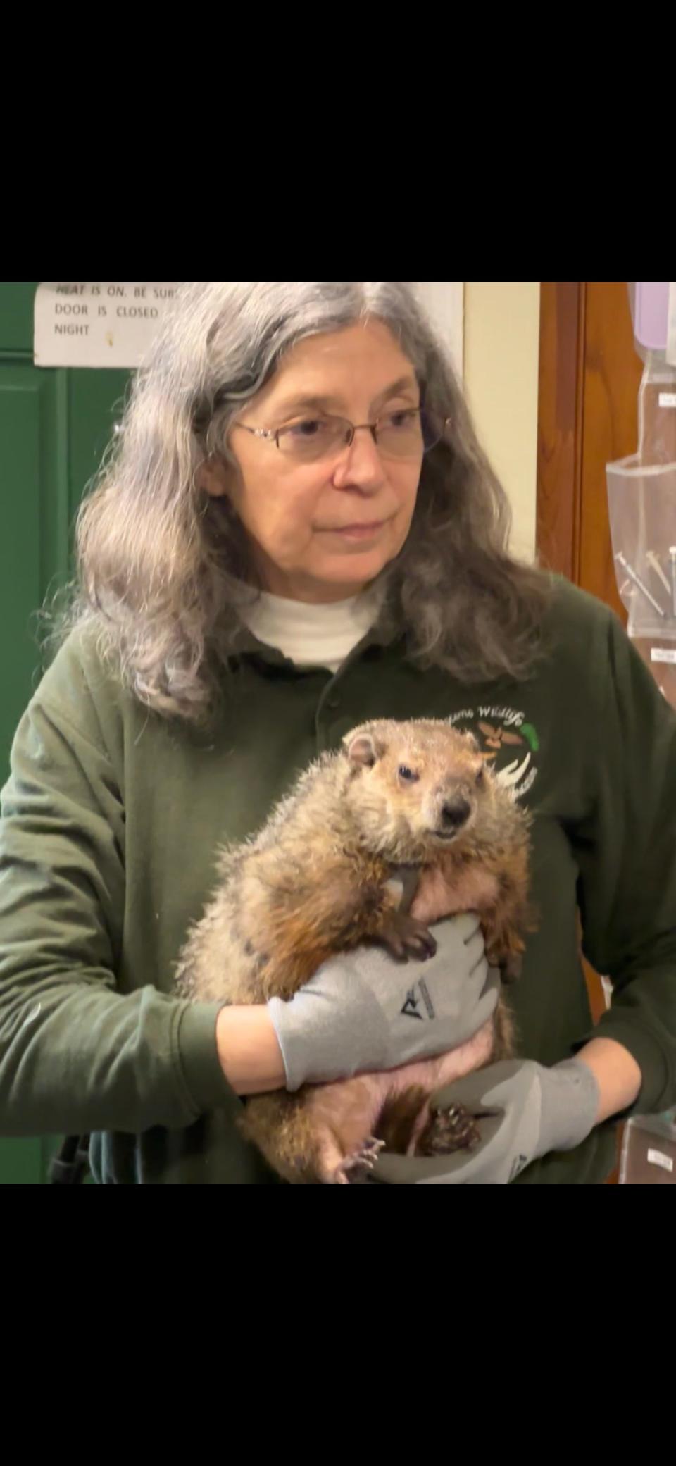 Pocono Wildlife Education Director Kathy Uhler holds Sweet Potato at the center's Groundhog Day event Friday.