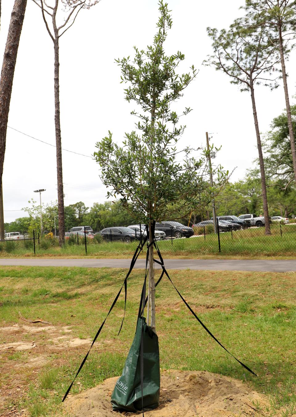 This recently planted tree in Hitzman-Optimist Park is one of many planted in Pensacola under the tree refurbishment plan.