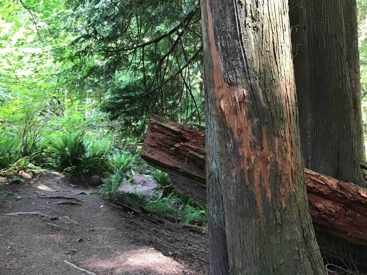 North Vanouver's Princess Park. North Vancouver RCMP confirm an arborist in his 30s died while working in the park on Sept. 30.  (Chad Pawson/CBC - image credit)