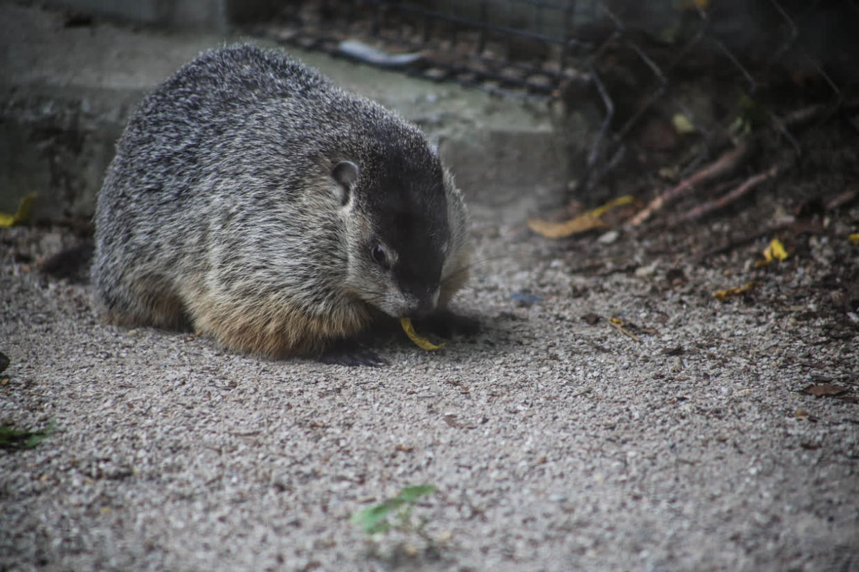 Murray is a 1-year-old groundhog donated to the Cleveland Museum of Natural History. He is Ohio's "Buckeye Chuck," the animal tasked with predicting the forecast on Groundhog Day.