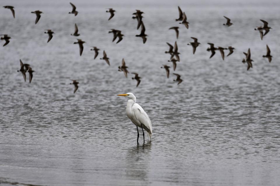 An egret rest on the water´s edge as other birds fly near the port of Asuncion, amid a historic drought that is affecting the river's level, in Paraguay, Tuesday, Sept. 21, 2021. (AP Photo/Jorge Saenz)