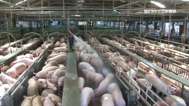 豬價屢創新高，目前每公斤均價落在80幾元。