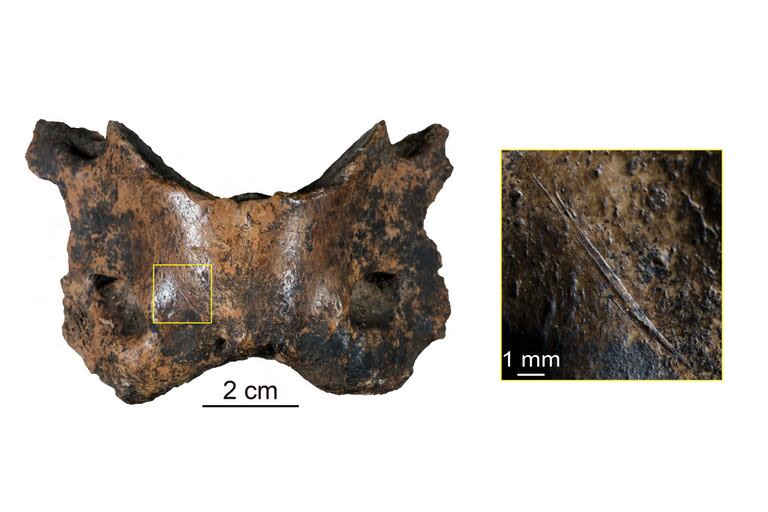 Muchos de los huesos recuperados en la cueva kárstica de Baishiya, como esta vértebra de hiena, presentan marcas de cortes realizadas probablemente por denisovanos que utilizaron herramientas de piedra