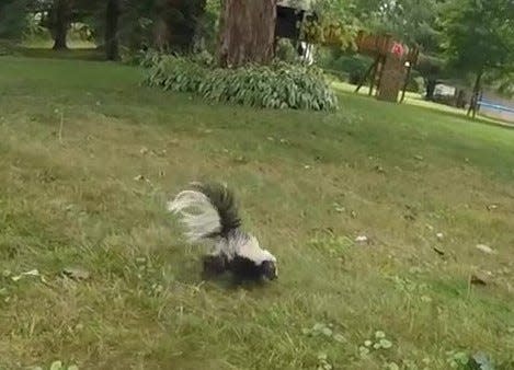 Skunks are rarely seen during daylight hours, as they are nocturnal animals.