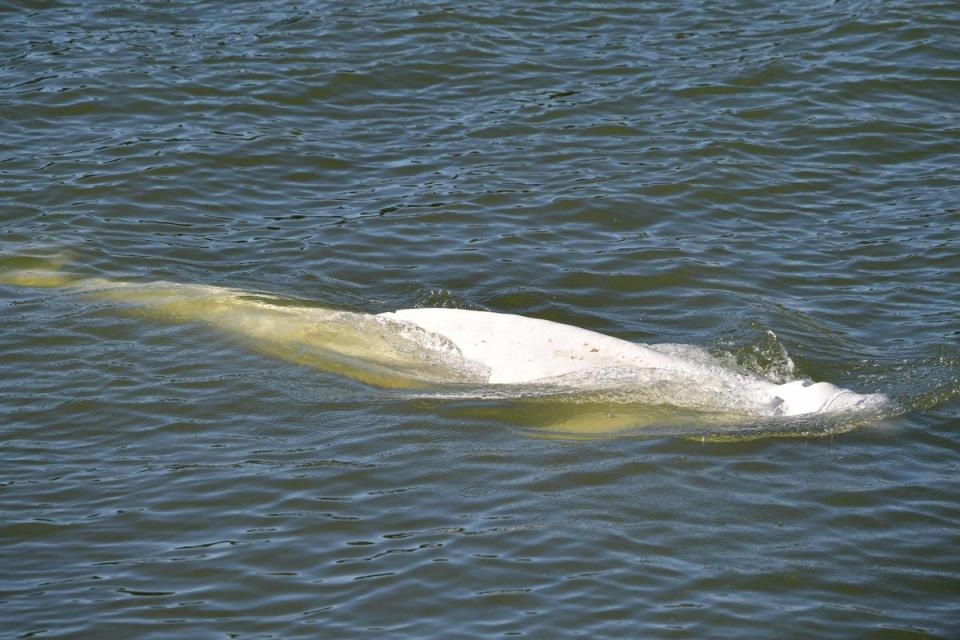 The cetacean was first spotted coasting along the Seine on Tuesday (AFP via Getty Images)