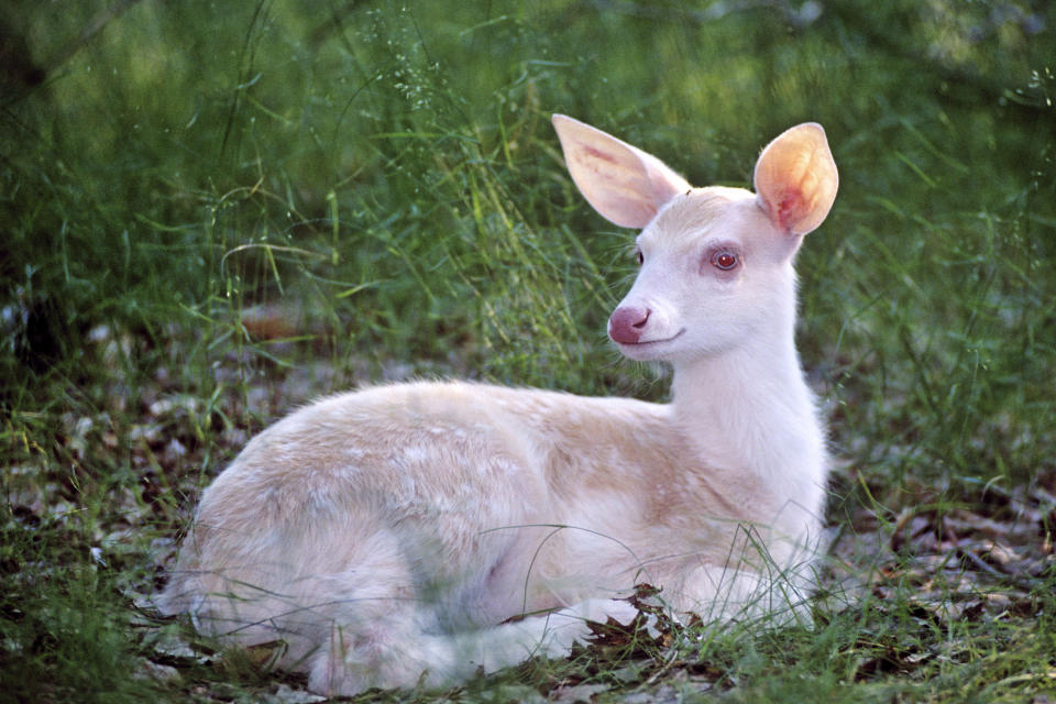 <p>White tailed deer lying down in summer. (Photo: Tom and Pat Leeson/Caters News) </p>