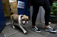 <p>A voter leaves a polling station with a bulldog in London, Britain, June 8, 2017. (Photo: Clodagh Kilcoyne/Reuters) </p>