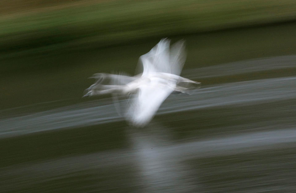 A cygnet in Britain