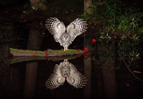 Stunning picture of owl checking out his reflection