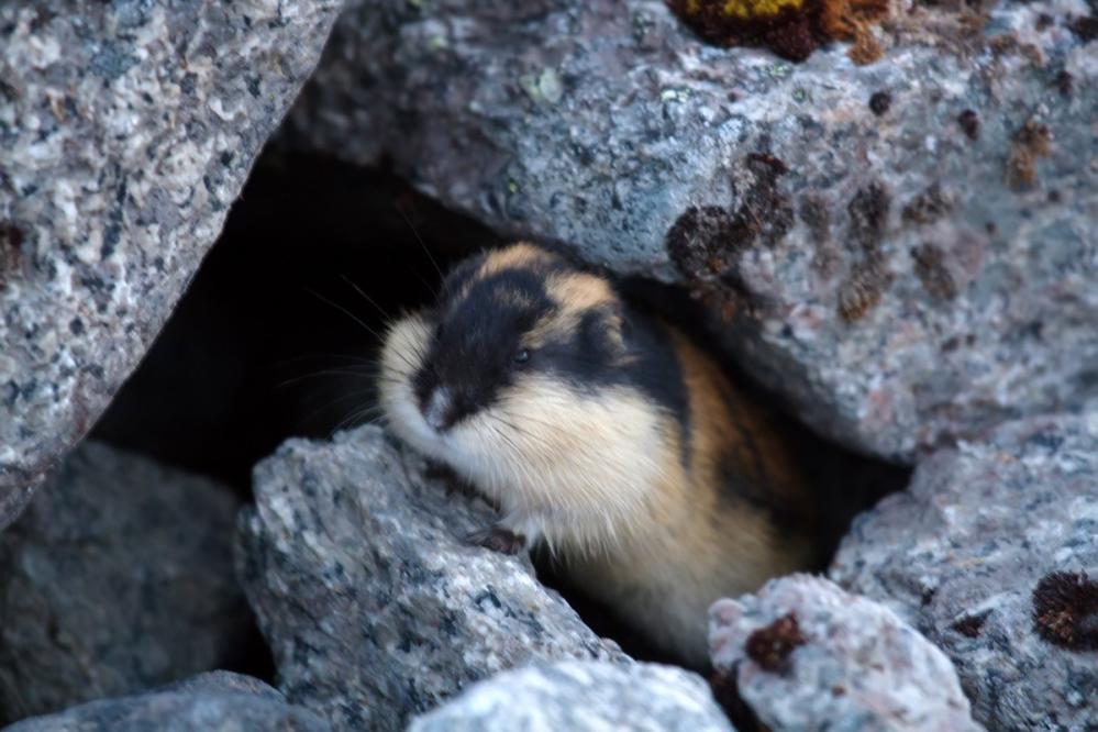 Stranger than suicide: Mystery of the Lemming