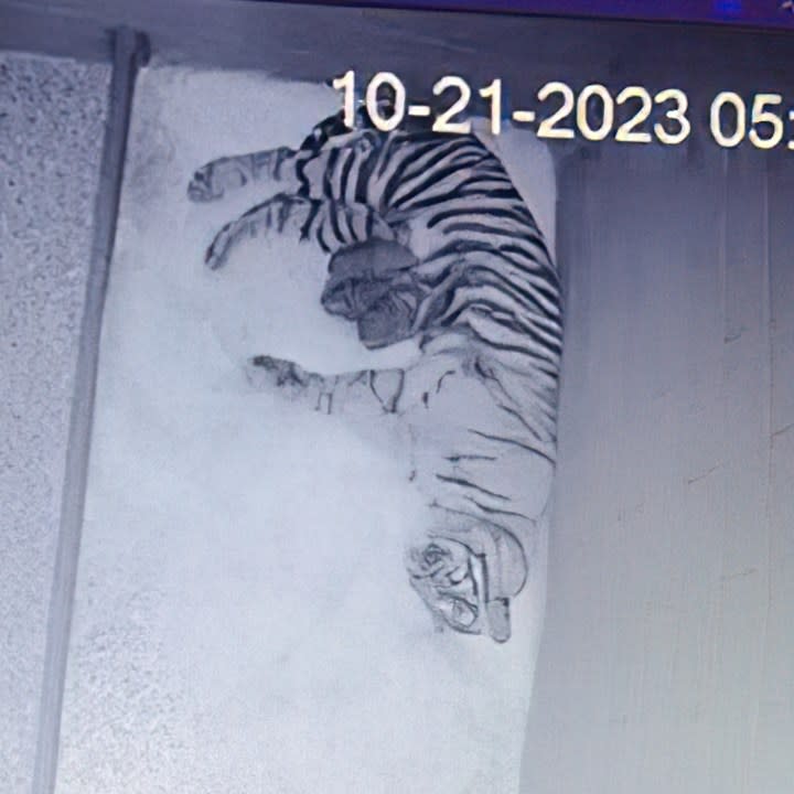 Anne, the mother tiger, and her new cubs (Courtesy: Nashville Zoo)
