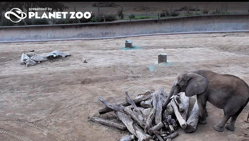 聖地牙哥動物園－大象直播 (圖片來源：sdzsafaripark.org/elephant.cam)