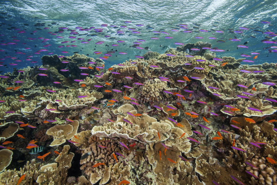 In this photo provided by the Great Barrier Reef Marine Park Authority small fish school in waters of Ribbon Reef No 10 near Cairns, Australia, Sept. 12, 2017. The Australian government on Friday, Jan. 28, 2022, pledged to spend another 1 billion Australian dollars ($704 million) over nine years on improving the health of the Great Barrier Reef after stalling a UNESCO decision on downgrading the natural wonder’s World Heritage status. (J. Sumerling/Great Barrier Reef Marine Park Authority via AP)