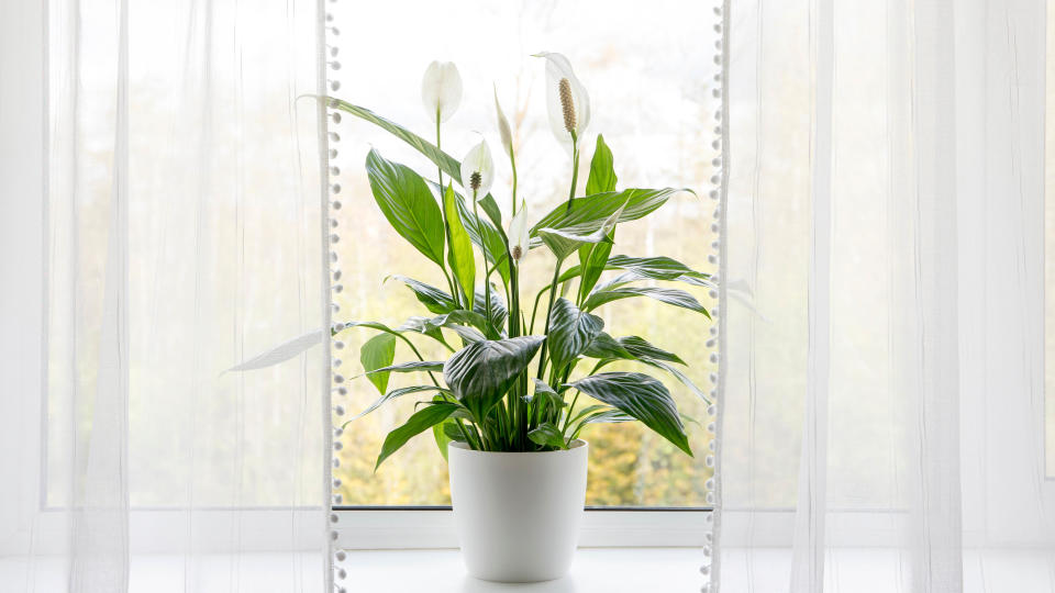 A peace lily on a windowsill with the curtains drawn open
