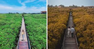 新豐紅毛港休憩區｜Xinfeng Mangrove Nature Reserve (Courtesy of @show_0102_ / @chris__520 / Instagram)