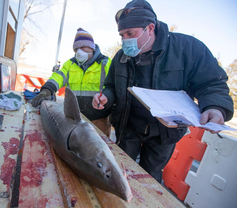 Sturgeon spearing season on tap for Winnebago System