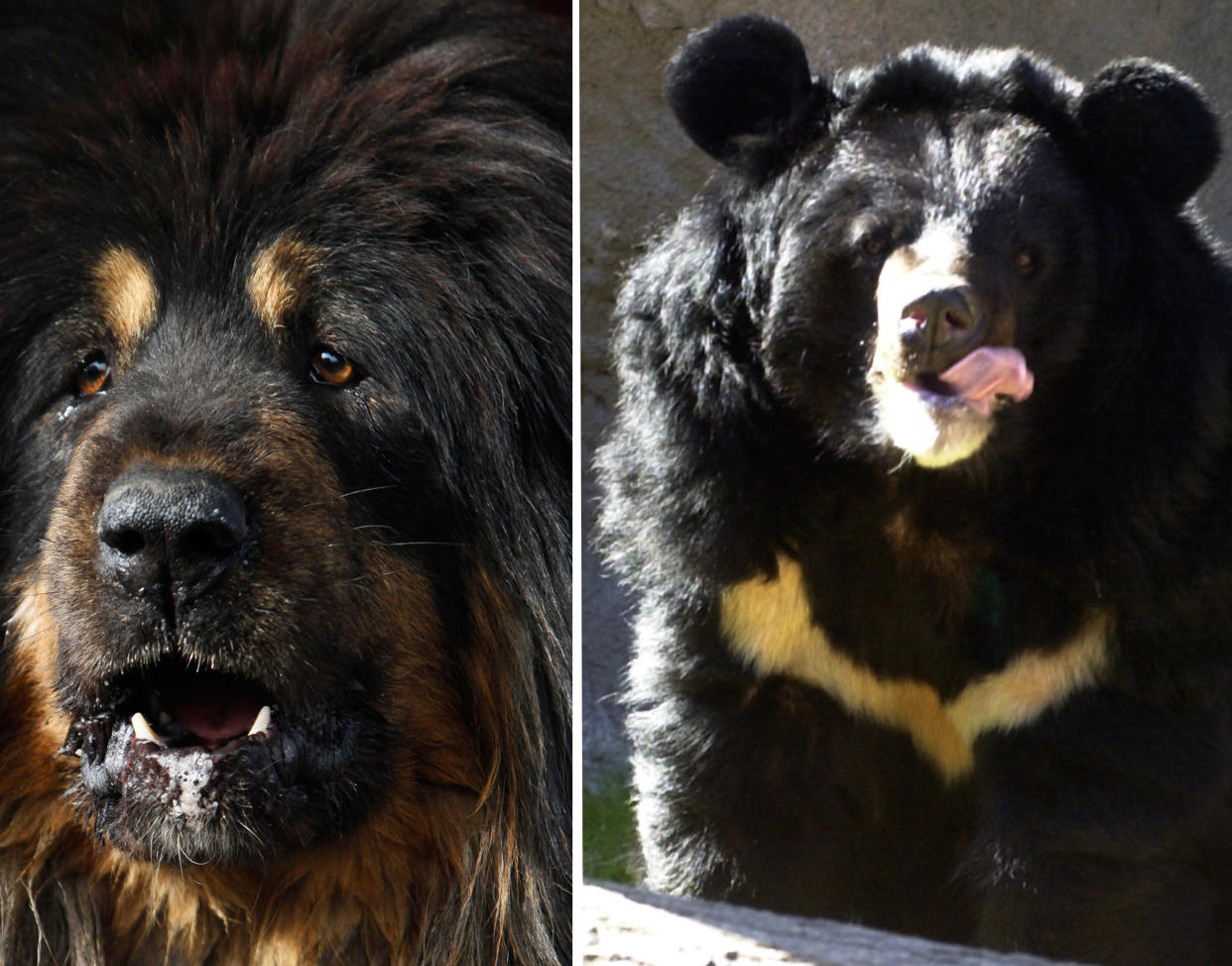 Eigentlich wollte die Dame eine Tibetdogge für ihre Familie kaufen, wie hier links im Bild. Bekommen hat sie stattdessen einen Kragenbären. (Bilder: AP Photo)
