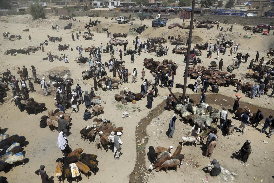 Afghan livestock merchants display animals for the upcoming Muslim Eid al-Adha holiday, in Kabul, Afghanistan, Monday, Aug. 20, 2018. During the Eid al-Adha, or Feast of Sacrifice, which in most places lasts four days, Muslims slaughter sheep or cattle, distribute part of the meat to the poor and eat the rest. (AP Photo/Rahmat Gul)