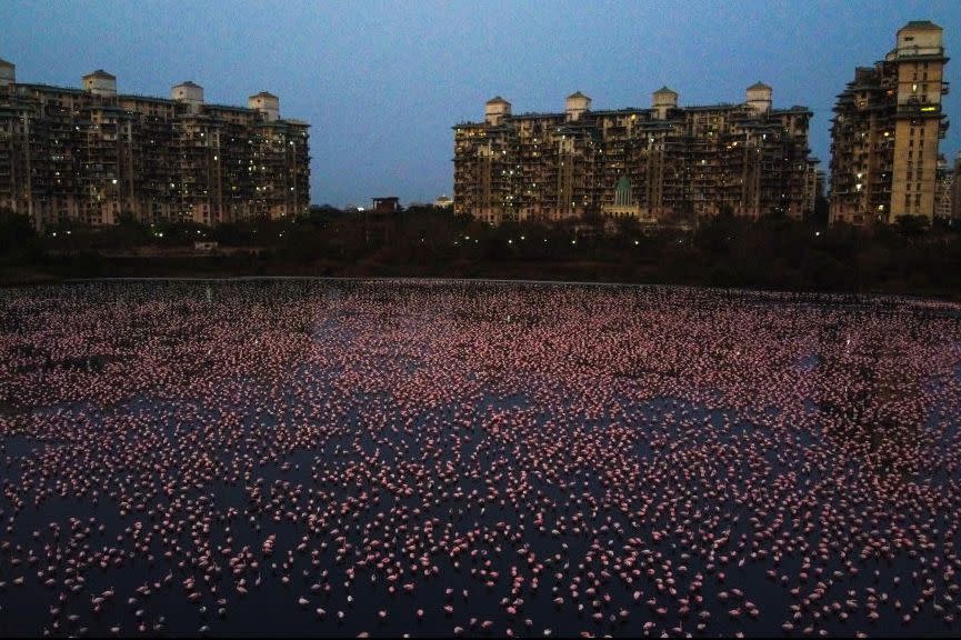 18) Flamingos Flock To Lakes In India- April 2020