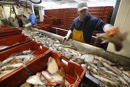 Fishermen sort fish aboard the Boulogne sur Mer based trawler "Nicolas Jeremy" off the coast of northern France September 23, 2013. REUTERS/Pascal Rossignol