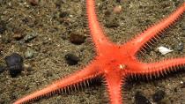 <p>Sea stars (class Asteroidea), like this one on Physalia Seamount, generally feed on invertebrates on and in the seafloor but also can climb and prey on coral colonies. (Photo: Atlantic Canyons and Seamounts 2014 Science Team/NOAA Okeanos Explorer Program) </p>