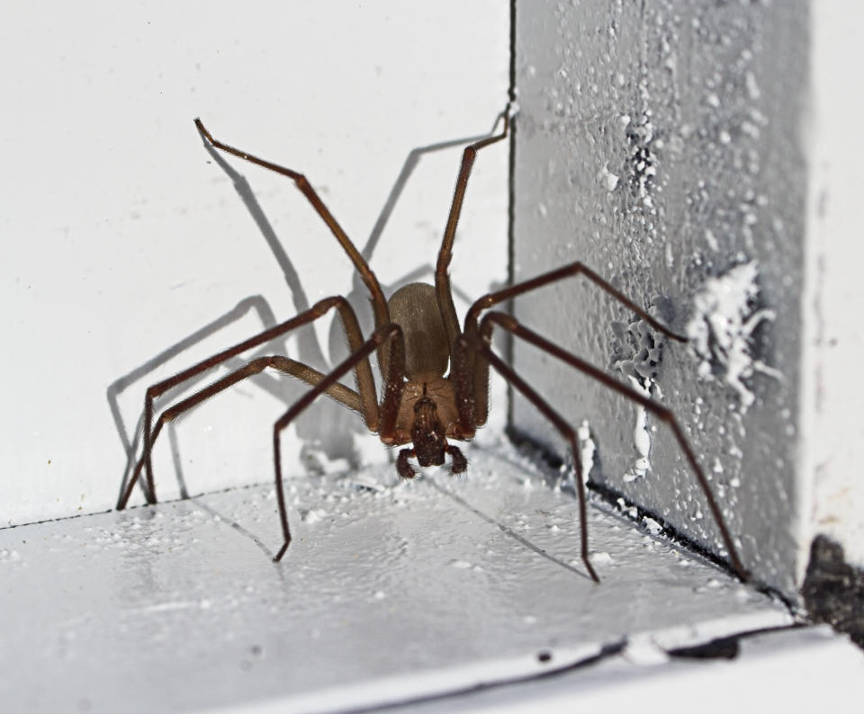 a brown recluse spider in a white corner with paint peeling