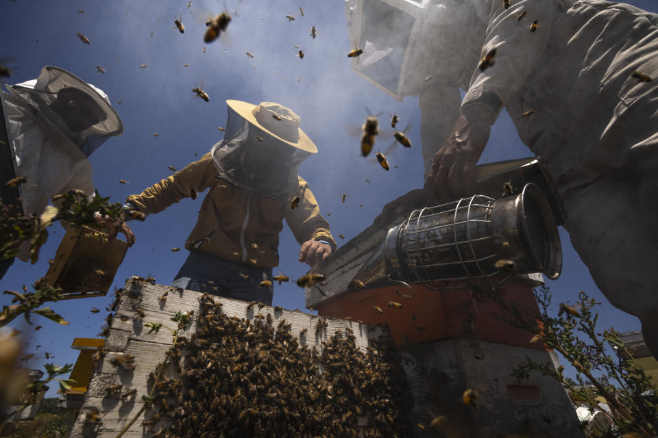 Beekeepers lift honeycombs from a beehive after using smoke to calm the bees, during the honey harvest along the Gaza Strip's border with Israel, in Rafah, southern Gaza Strip, Thursday, April 27, 2023. (AP Photo/Fatima Shbair)