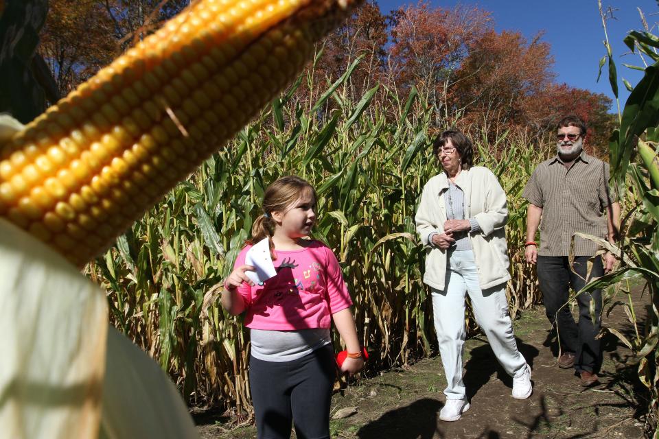 At Cucumber Hill Farm in Foster, answering trivia questions is part of the challenge of navigating their corn maze.